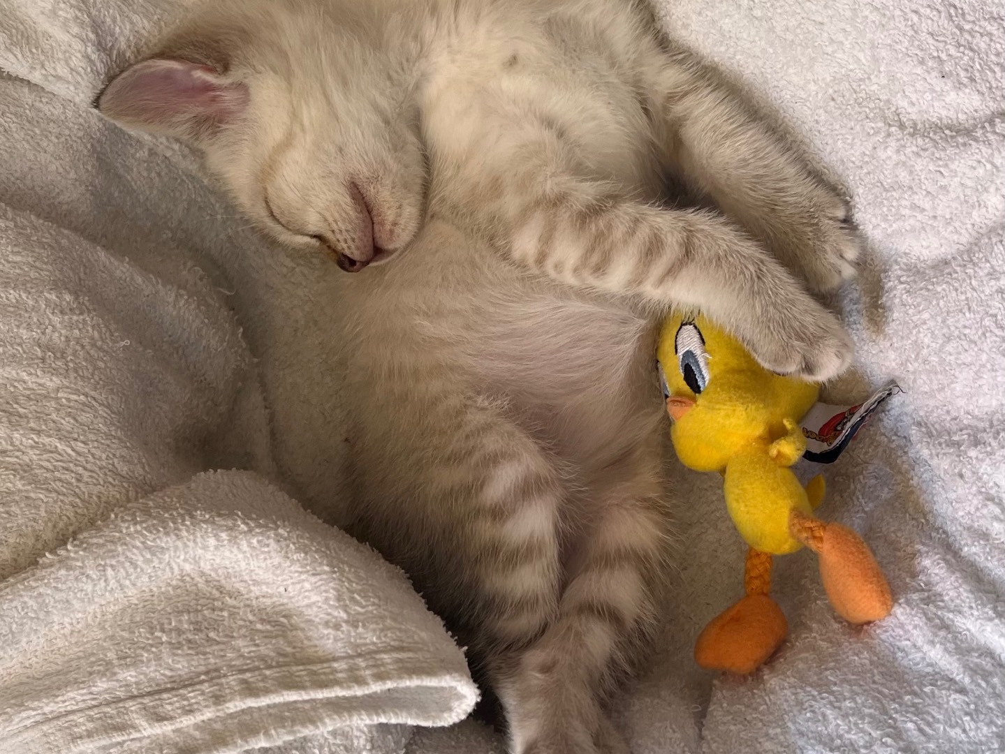 Adotta un gatto, maschio, 2 mesi, Catanzaro