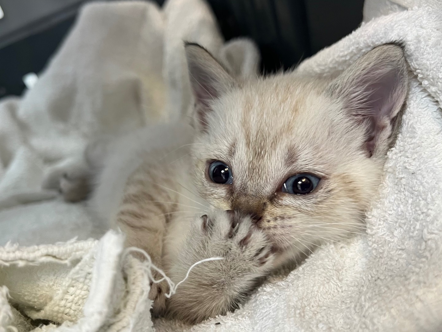 Adotta un gatto, taglia non valida, maschio, Catanzaro
