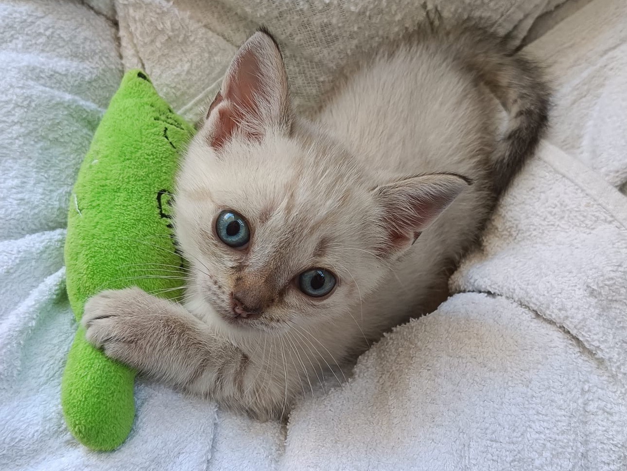 Vuoi adottare un gatto a Catanzaro?