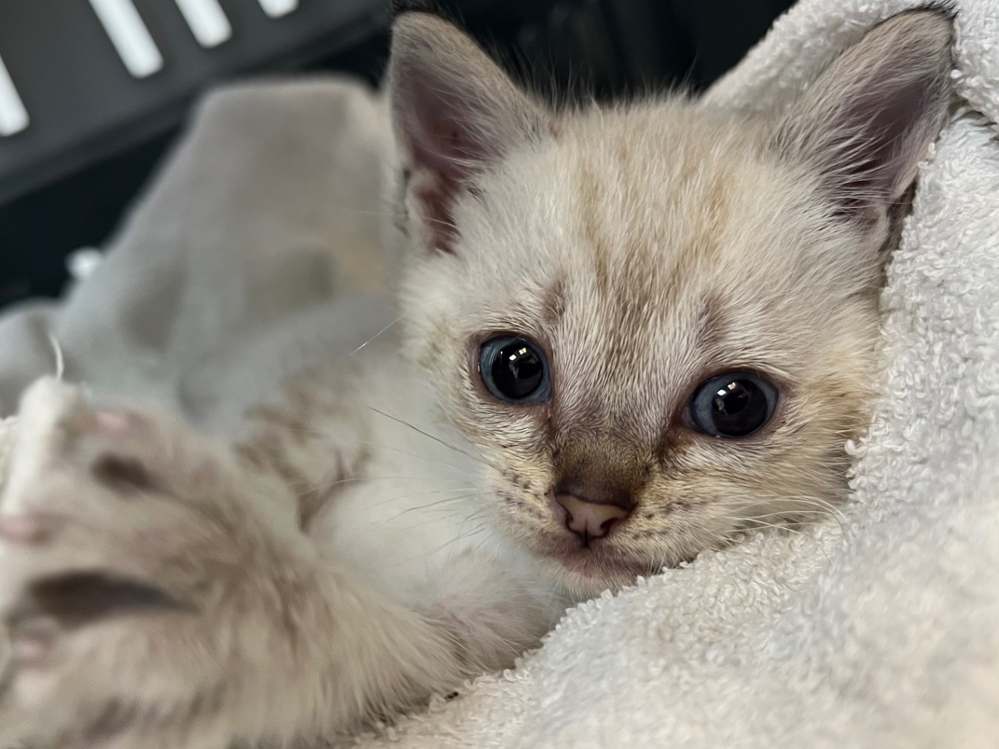 Adotta il gatto Miro a Catanzaro