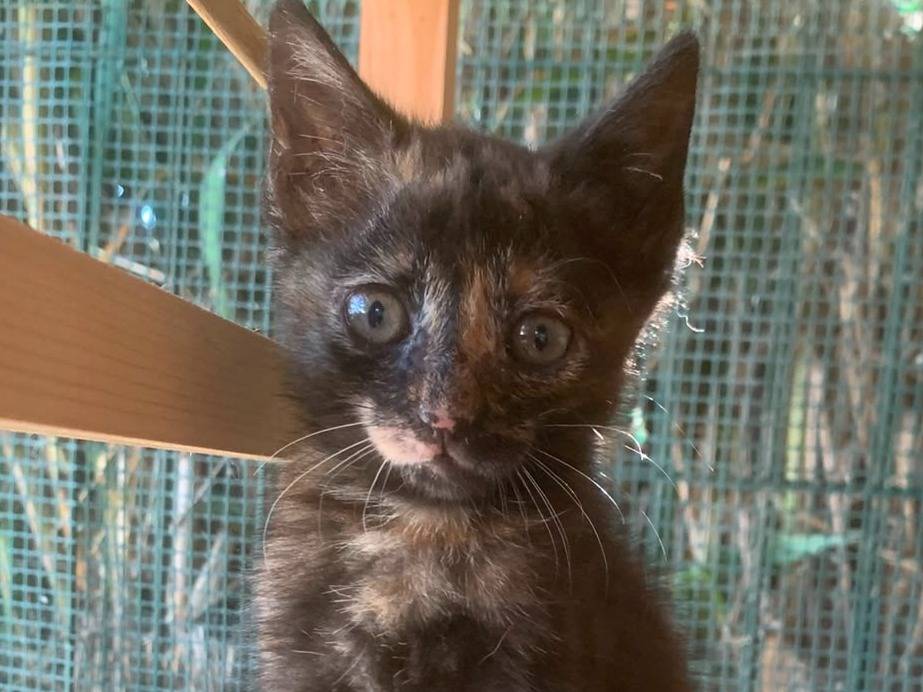 Adozione gatto, femmina, Razza sconosciuta Razza sconosciuta, 3 mesi, taglia non valida, Catanzaro