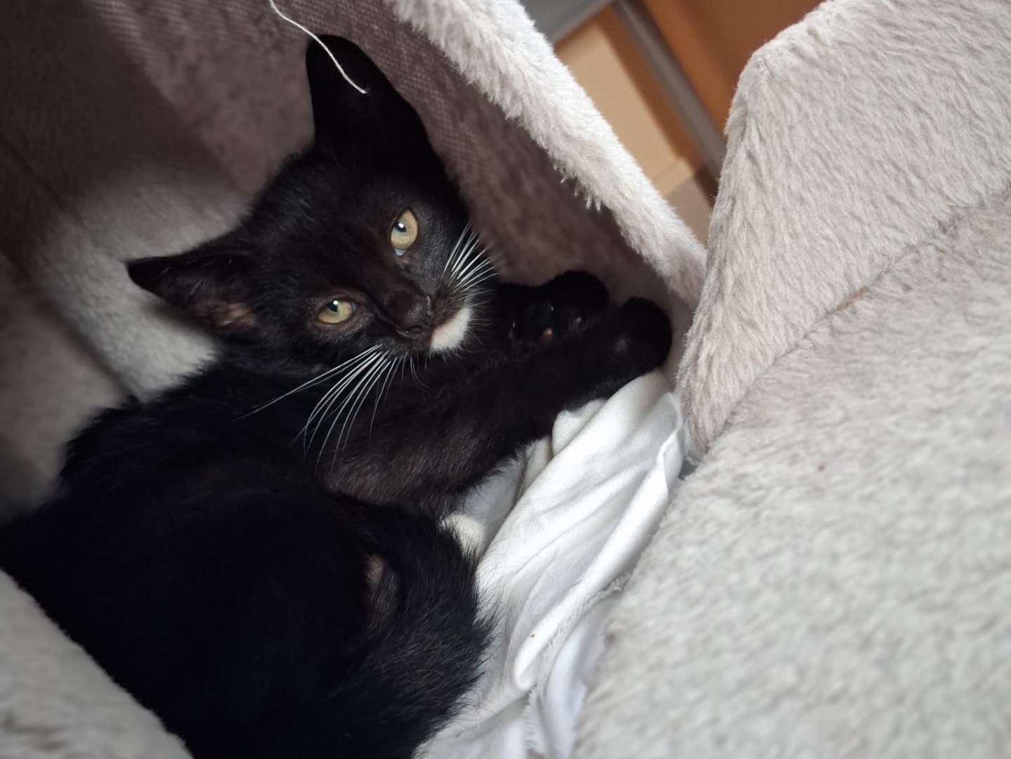 Adozione gatto, maschio, Razza sconosciuta Razza sconosciuta, 1 mesi, taglia non valida, Matera