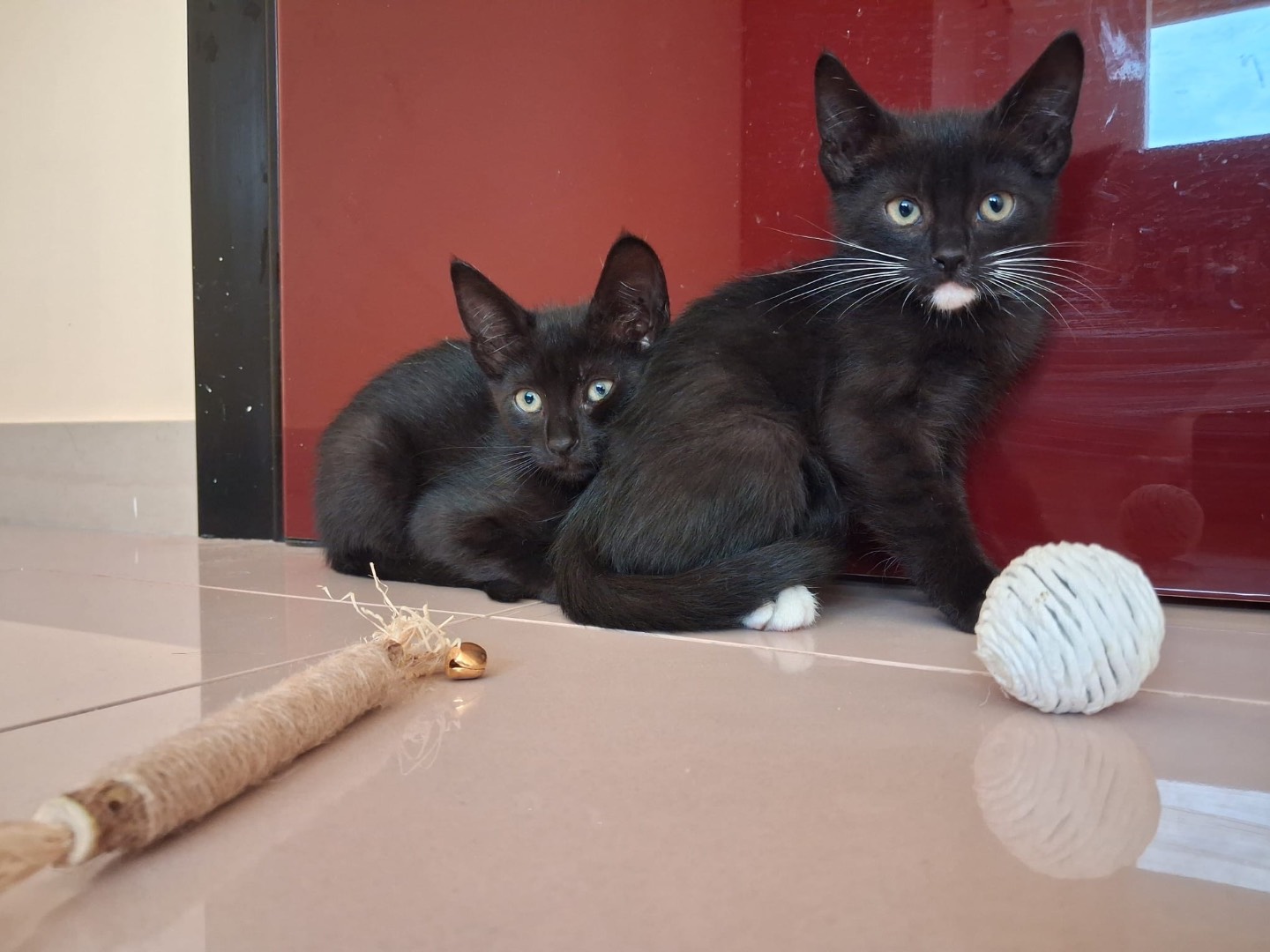 Adotta un gatto, maschio, 1 mesi, Matera