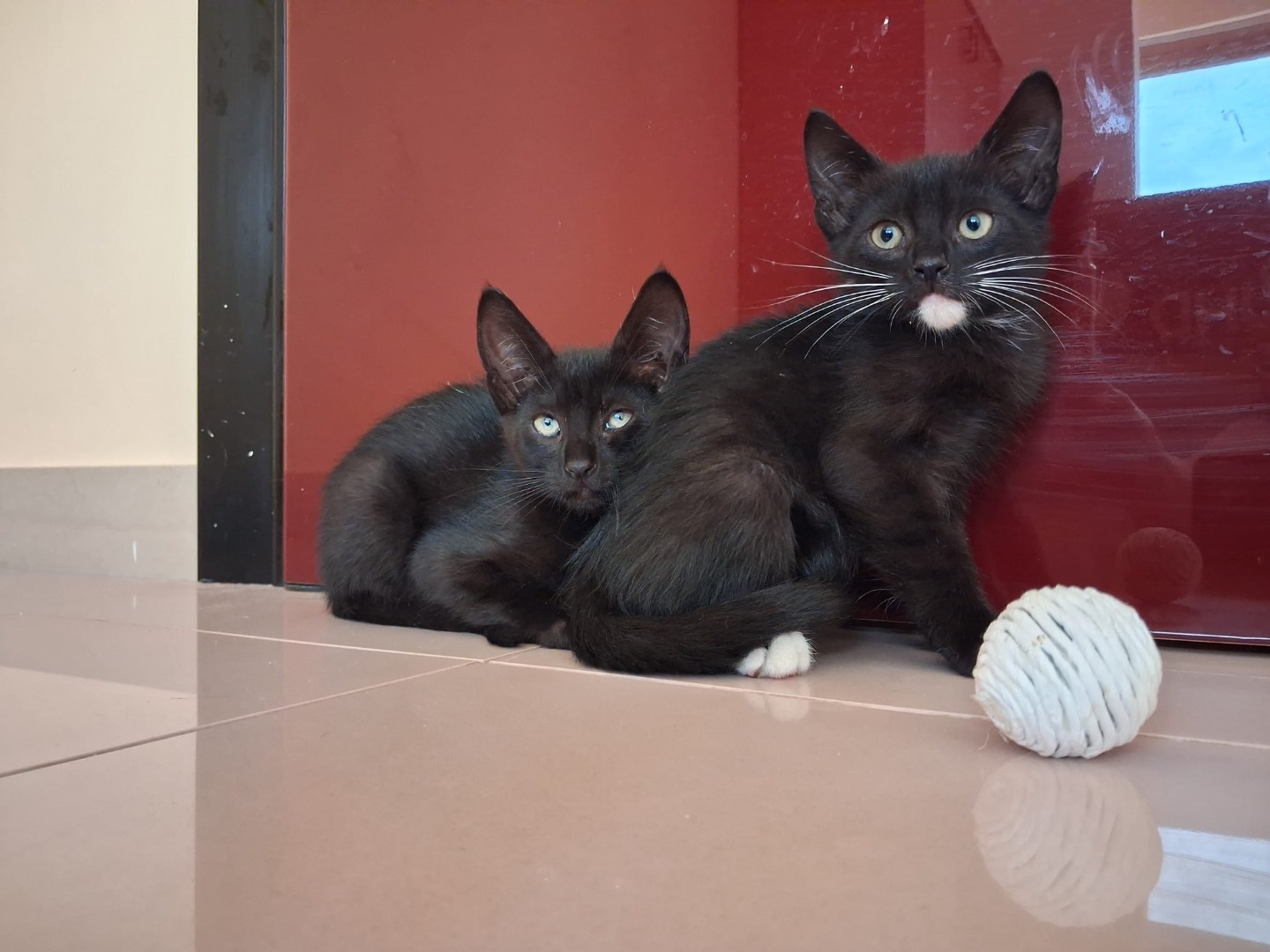 Adozione gatto, maschio, Razza sconosciuta Razza sconosciuta, 1 mesi, taglia non valida, Matera