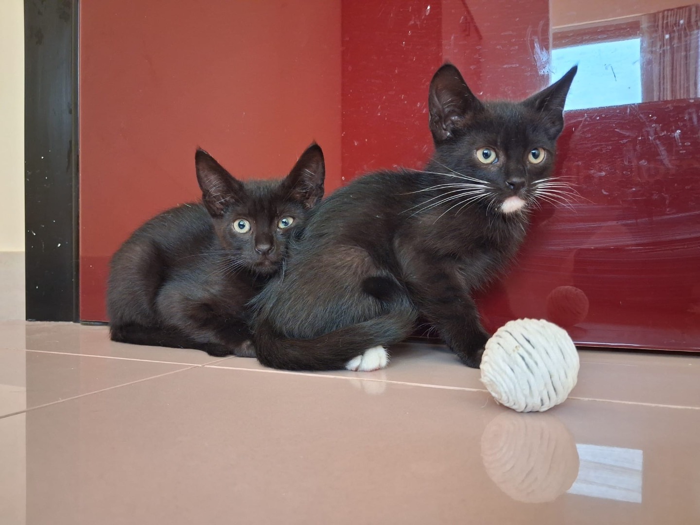 Adotta un gatto, maschio, 1 mesi, Matera