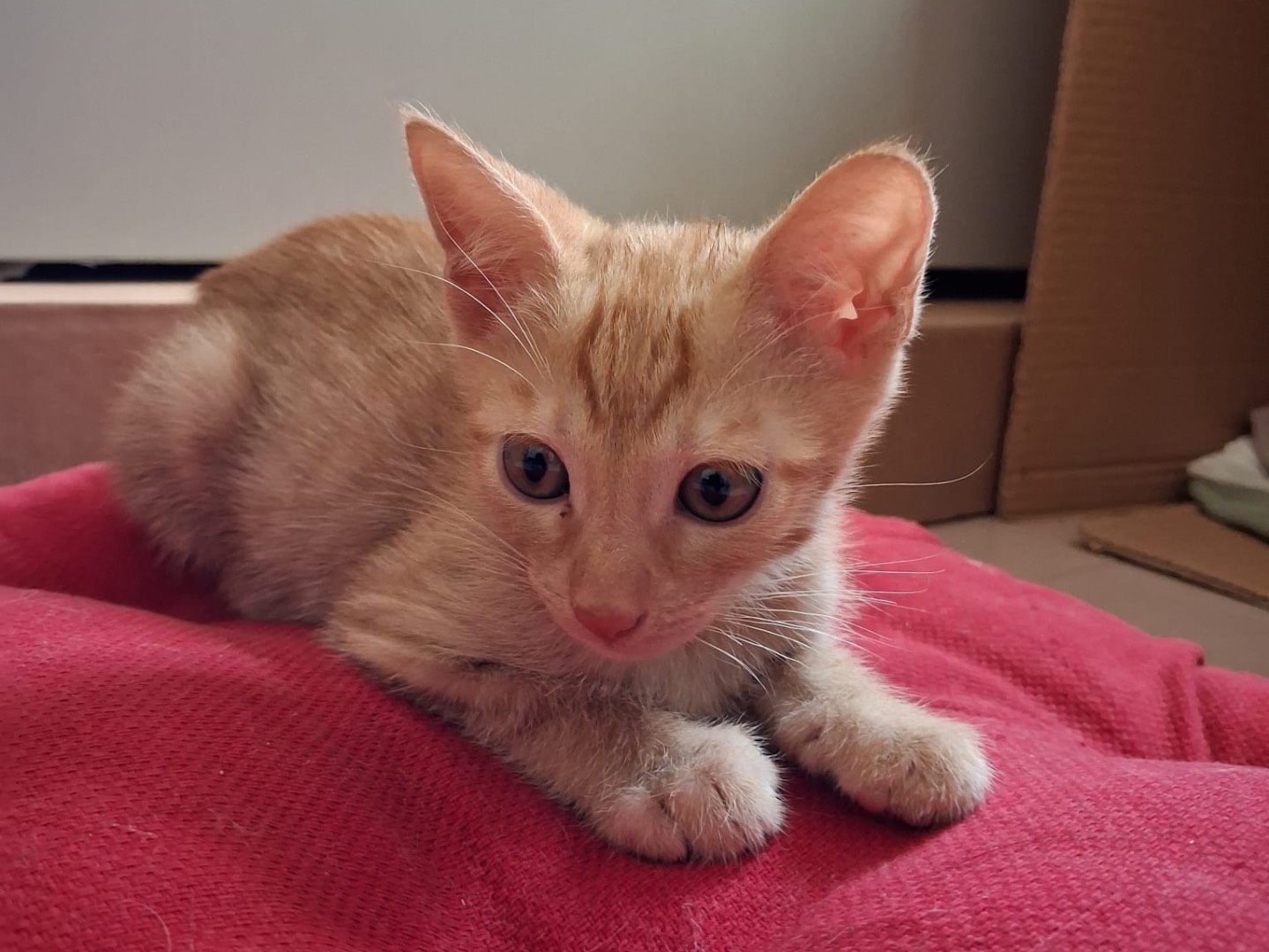 Adozione gatto, femmina, Razza sconosciuta Razza sconosciuta, 2 mesi, taglia non valida, Matera