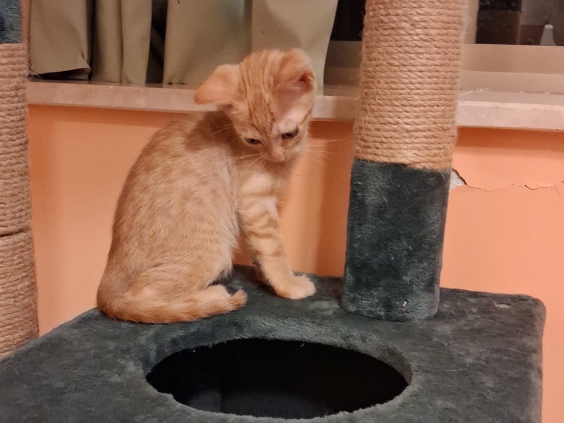 Adotta un gatto, femmina, 2 mesi, Matera