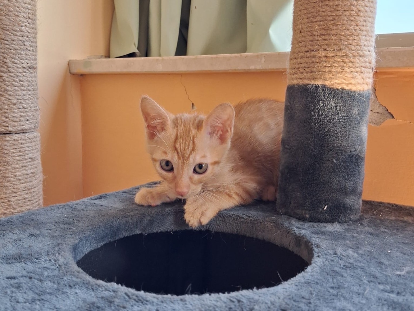 Adotta un gatto, taglia non valida, femmina, Matera