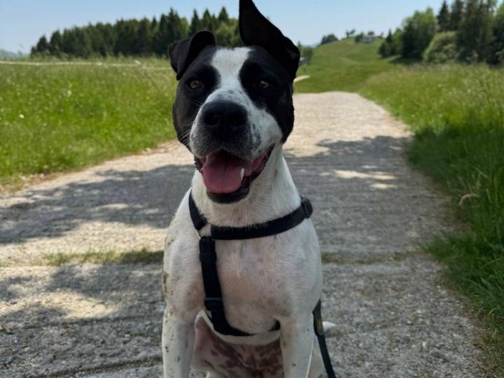 Adozione cane, femmina, Razza sconosciuta Razza sconosciuta, 2 anni e 2 mesi, taglia media, Lodi