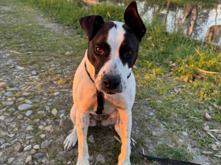 Adotta un cane, taglia media, femmina, Lodi