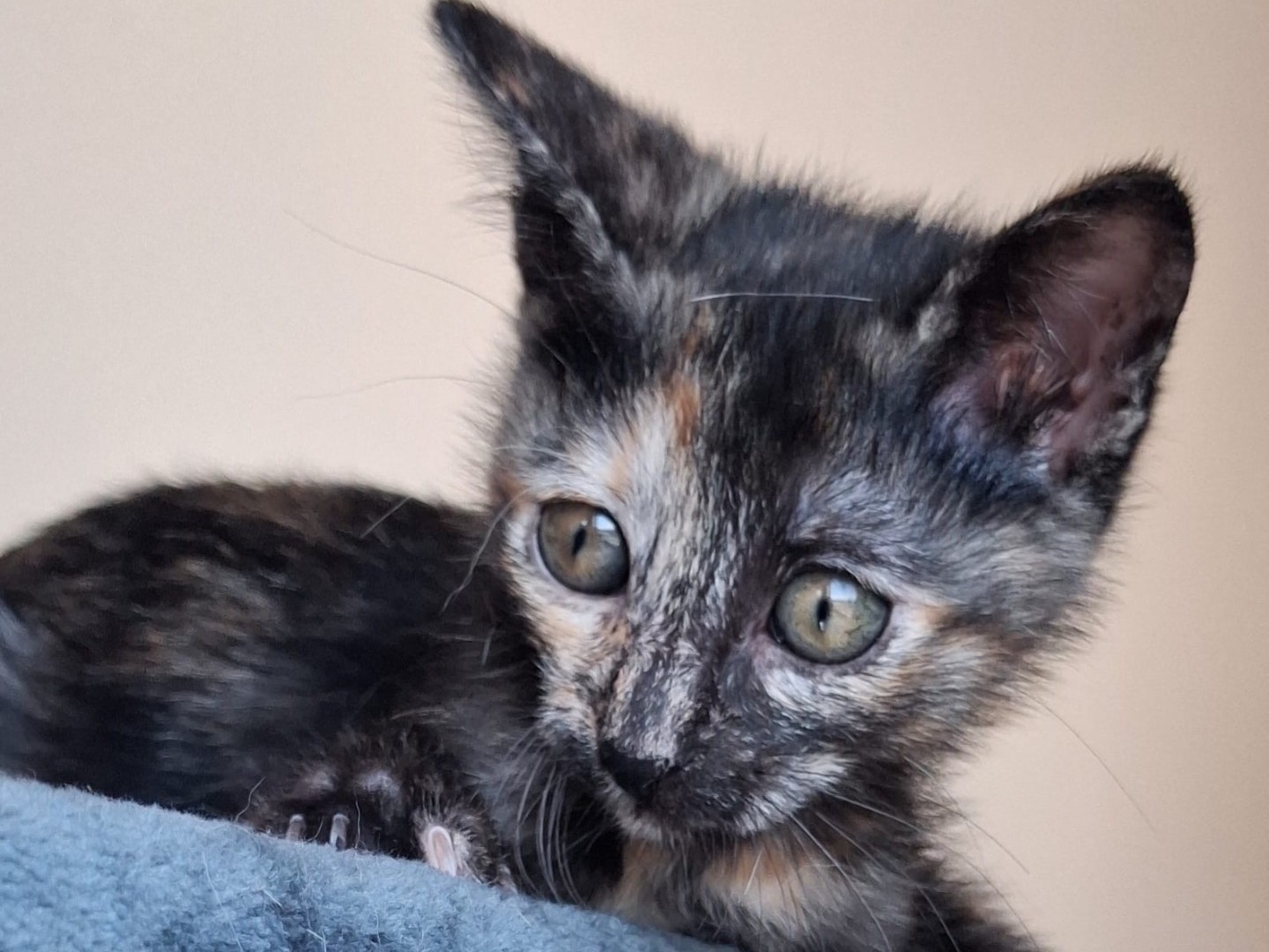 Adozione gatto, femmina, Razza sconosciuta Razza sconosciuta, 3 mesi, taglia non valida, Matera