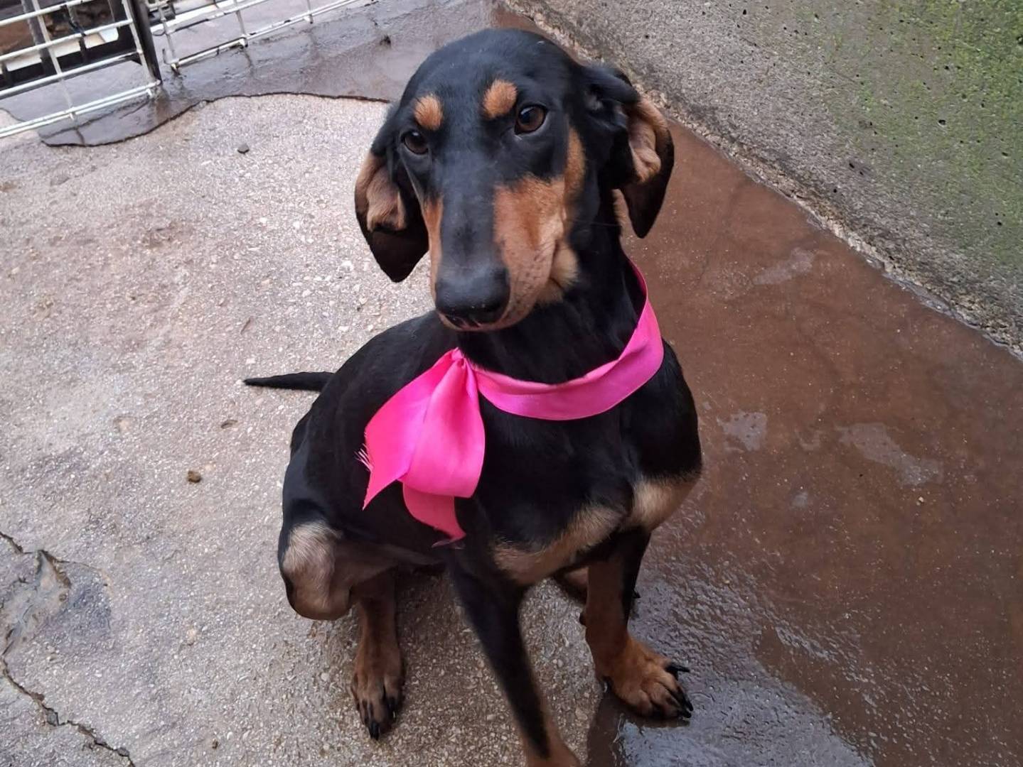 Adozione cane, femmina, Segugio Razza sconosciuta, 2 anni e 2 mesi, taglia media contenuta, Taranto