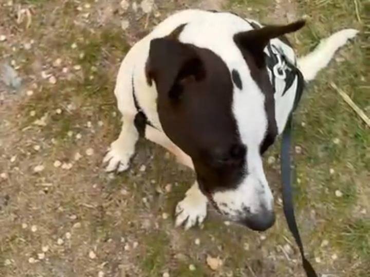 Vuoi adottare un cane a Lodi?