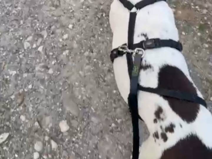 Adotta il cane Alice molossina stallo finito  a Lodi