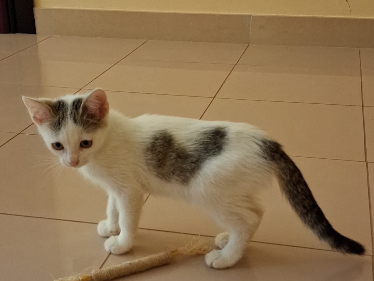 Adotta un gatto, femmina, 2 mesi, Matera