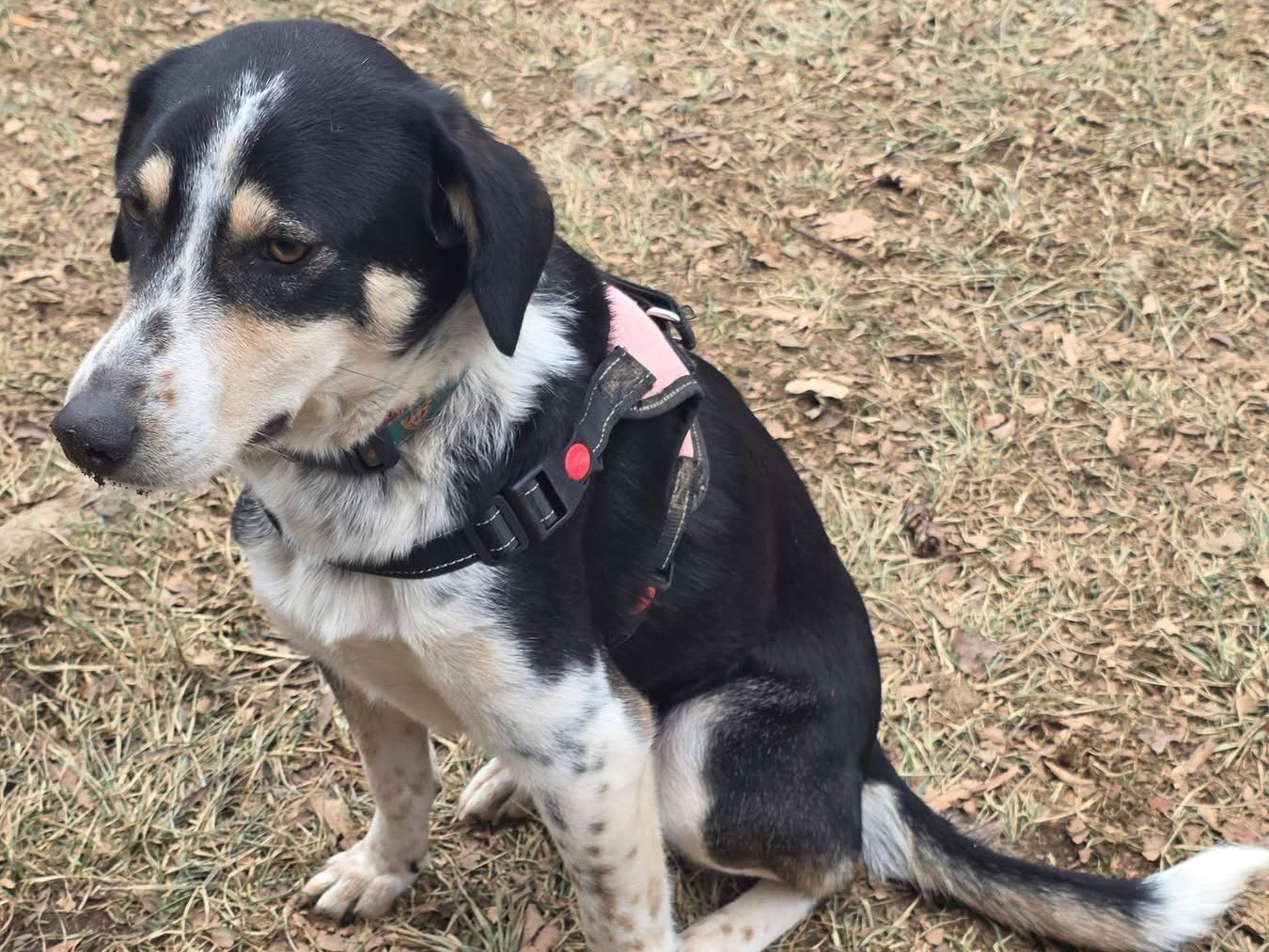 Adotta un cane, femmina, 1 anno, Bergamo