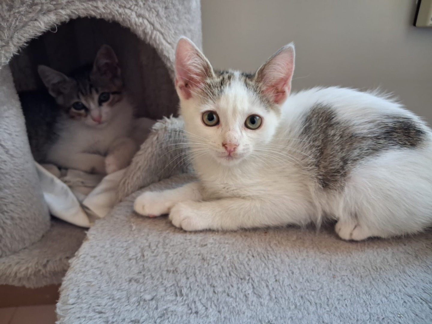 Adotta un gatto, taglia non valida, femmina, Matera