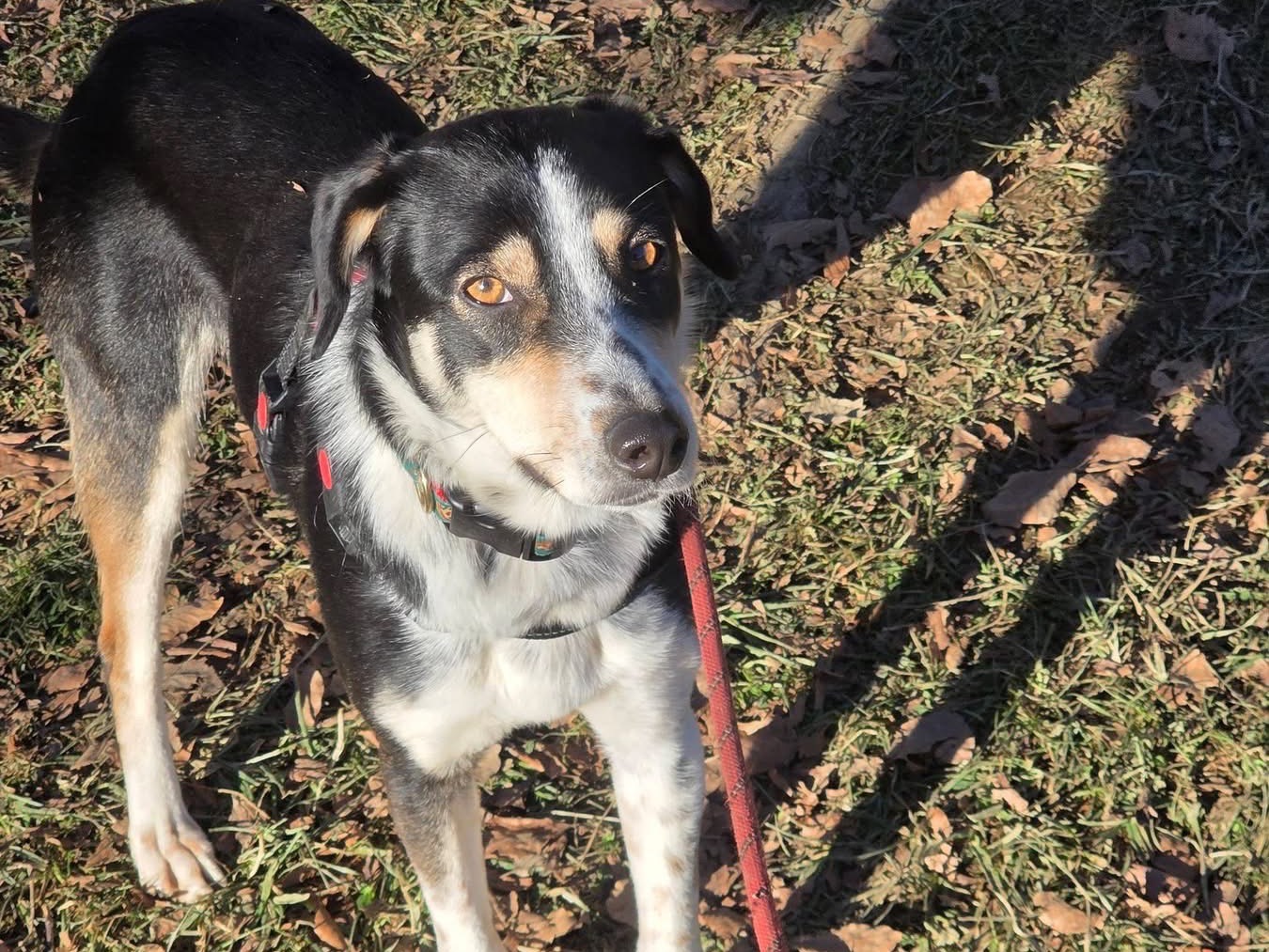 Adozione cane, femmina, Segugio Razza sconosciuta, 1 anno, taglia media contenuta, Bergamo