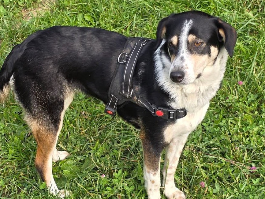Adotta un cane, taglia media contenuta, femmina, Bergamo