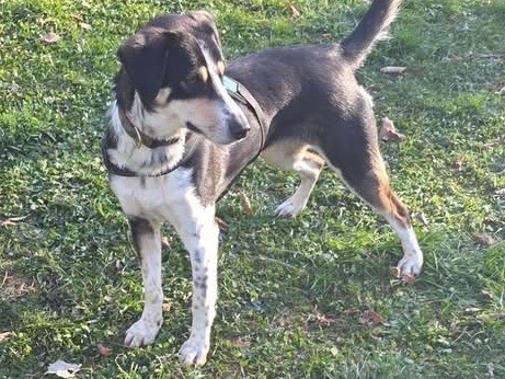 Vuoi adottare un cane a Bergamo?