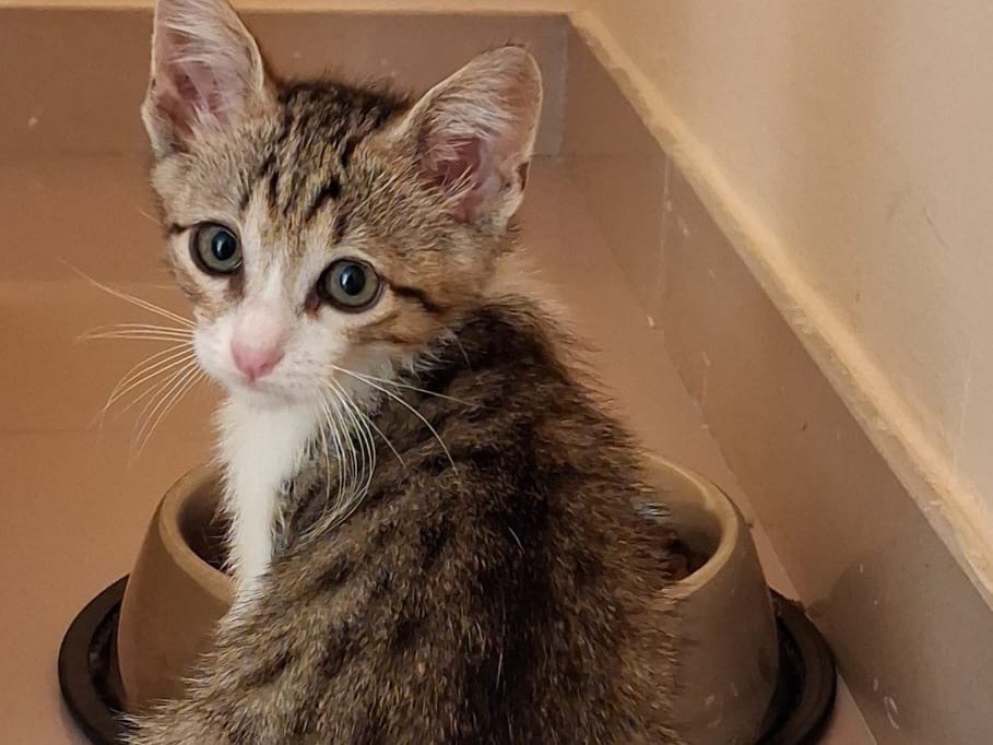 Adozione gatto, maschio, Razza sconosciuta Razza sconosciuta, 2 mesi, taglia non valida, Matera