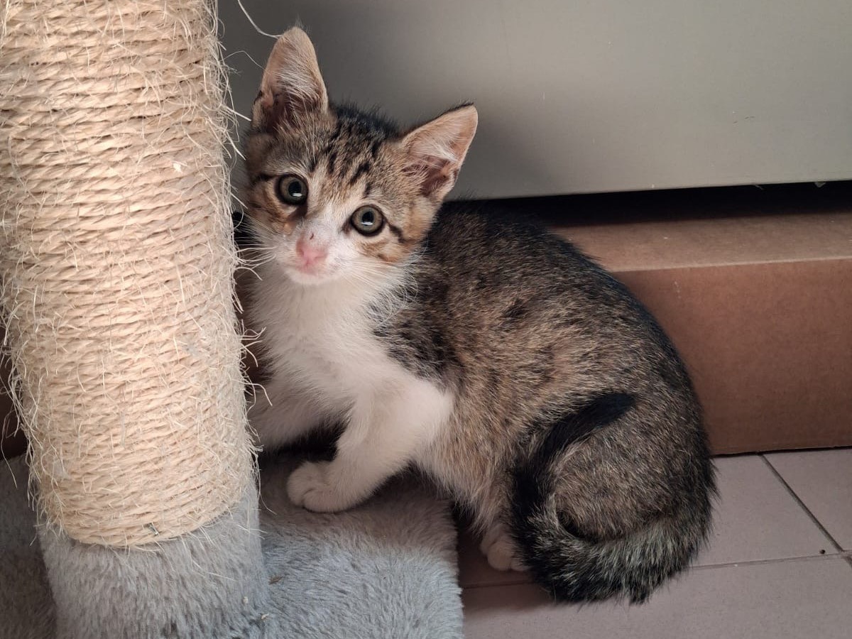 Adotta un gatto, maschio, 2 mesi, Matera