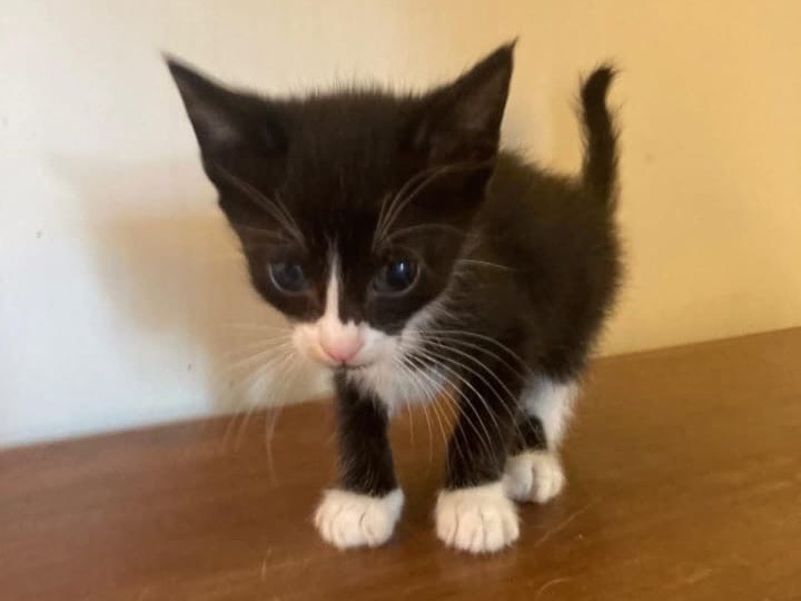 Adozione gatto, maschio, Razza sconosciuta Razza sconosciuta, 2 mesi, taglia non valida, Matera
