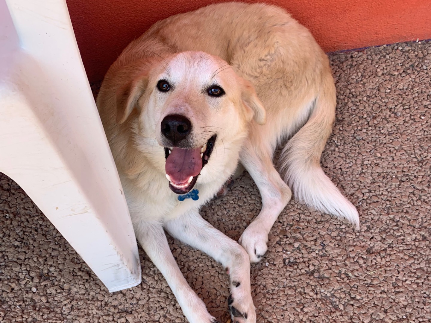 Adozione cane, maschio, Razza sconosciuta Razza sconosciuta, 8 mesi, taglia media, Milano