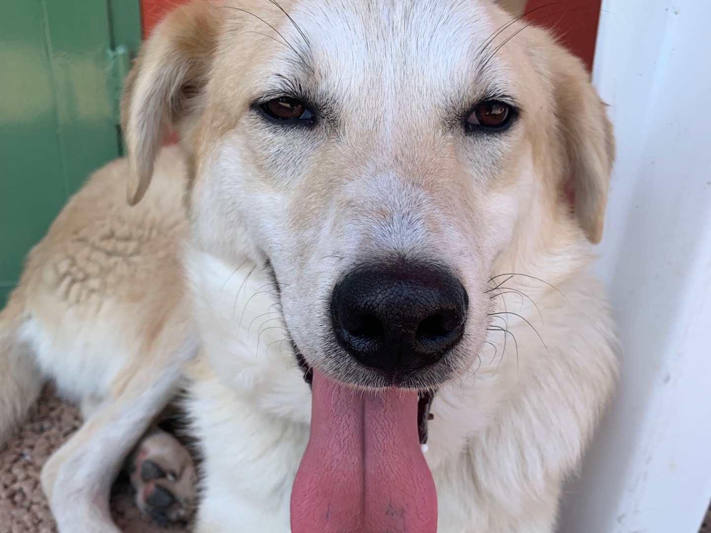 Adotta un cane, maschio, 8 mesi, Milano