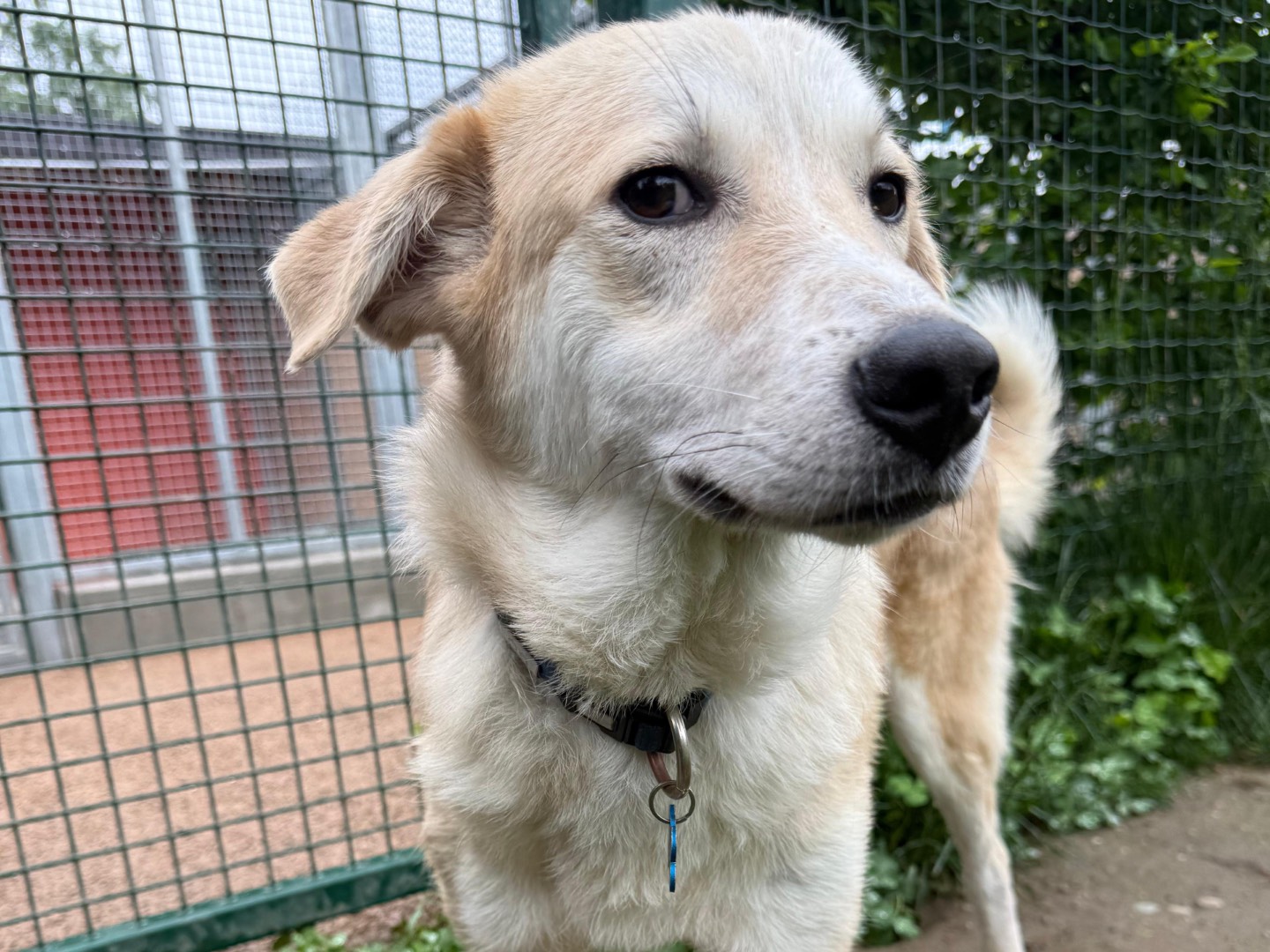 Adotta un cane, taglia media, maschio, Milano