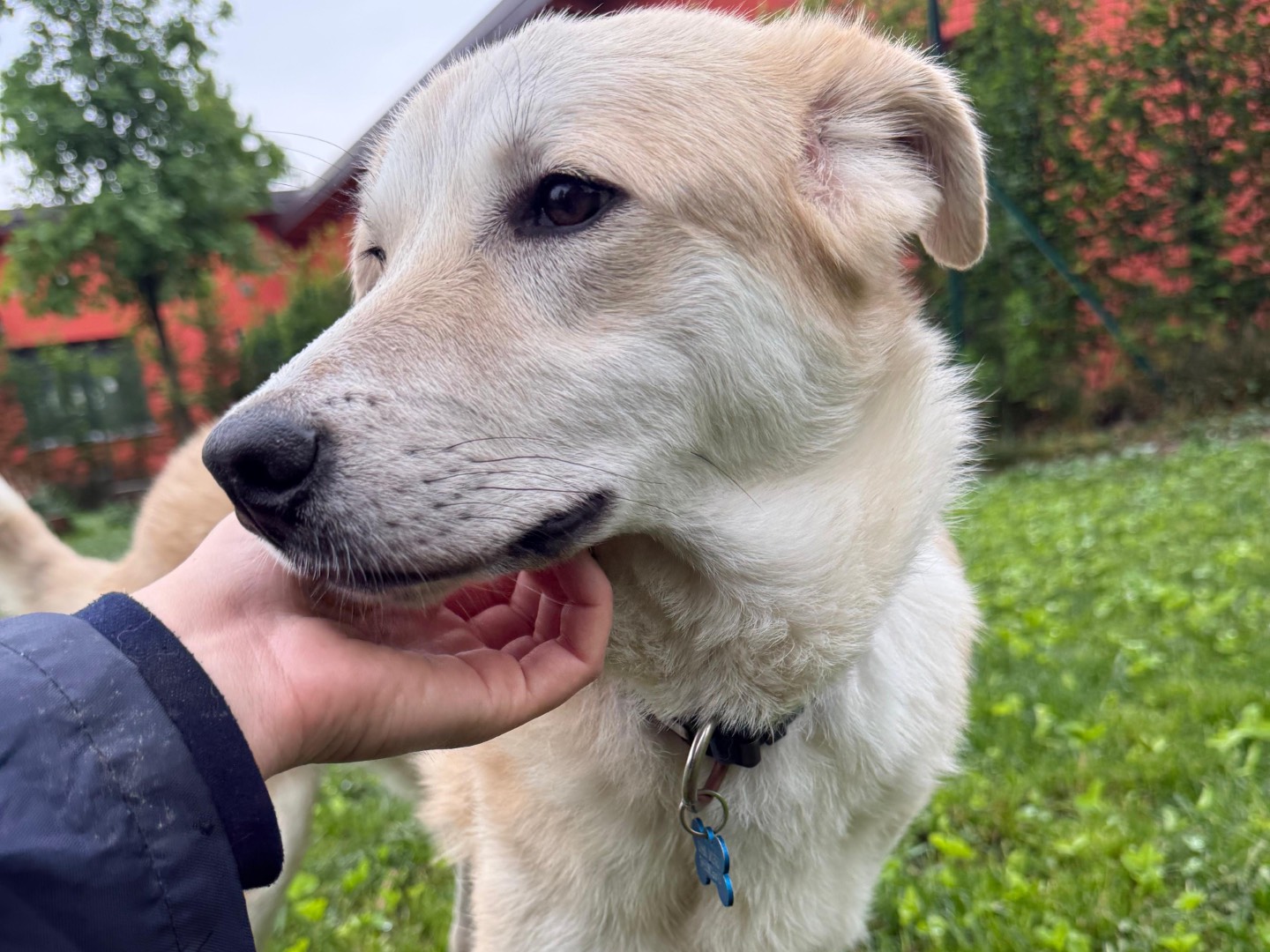 Vuoi adottare un cane a Milano?
