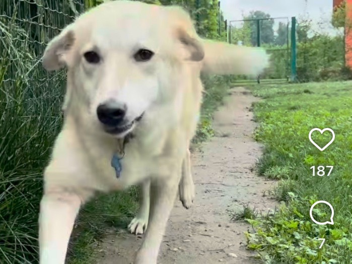 Adotta il cane Adam a Milano
