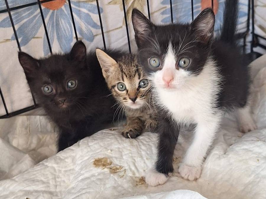 Adotta un gatto, taglia non valida, femmina, Milano