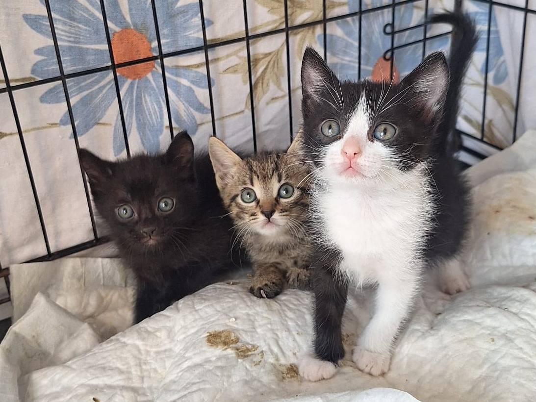 Adozione gatto, femmina, Razza sconosciuta Razza sconosciuta, 2 mesi, taglia non valida, Milano