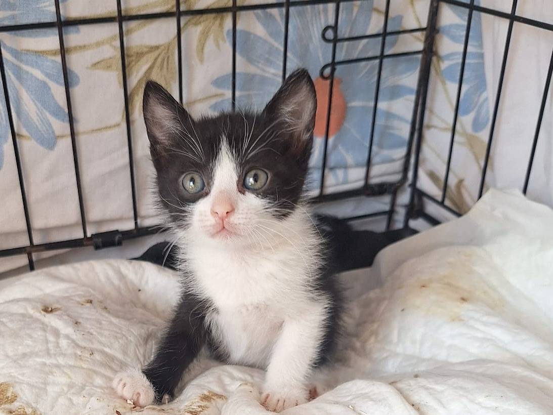 Adotta un gatto, femmina, 2 mesi, Milano