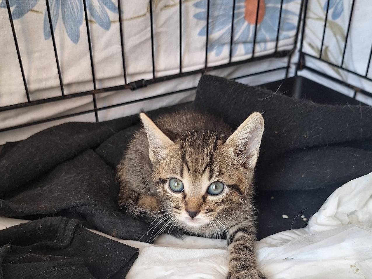 Vuoi adottare un gatto a Milano?