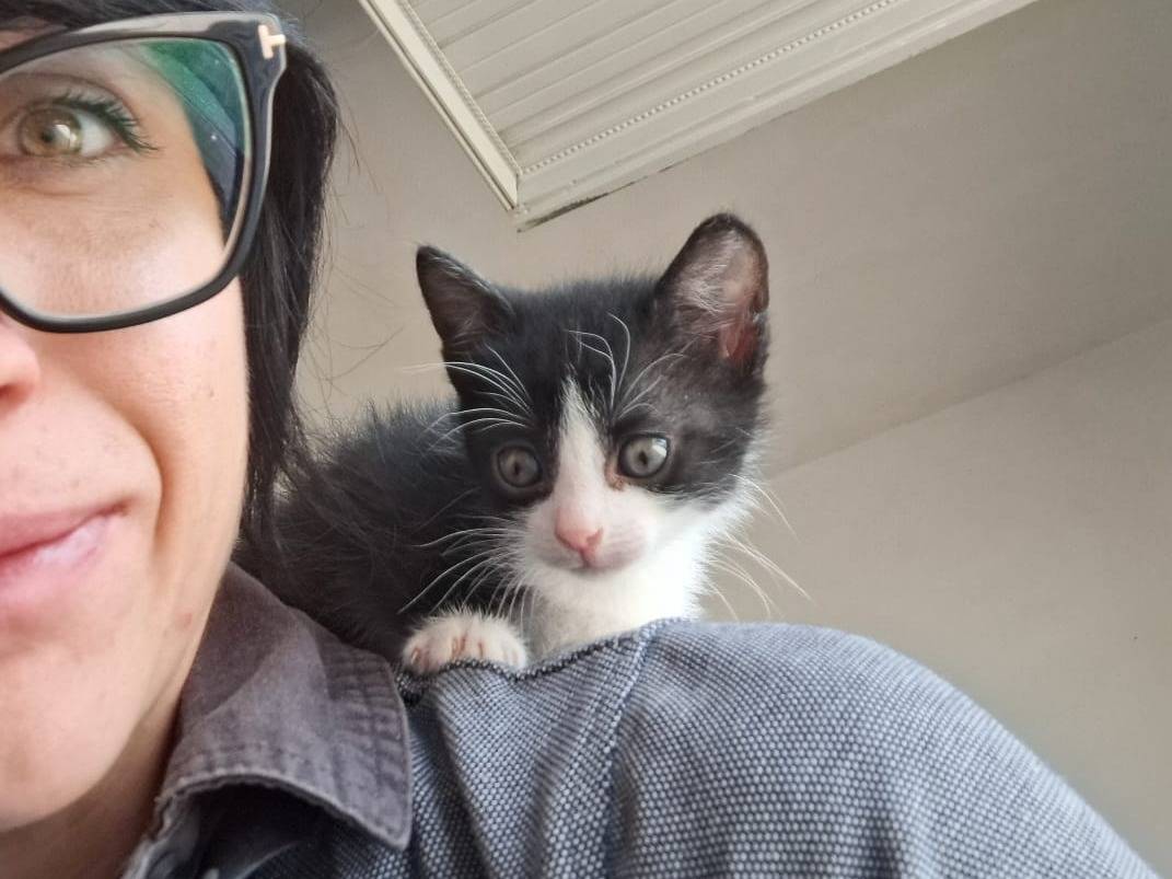 Adotta il gatto Birba e Minù  a Milano