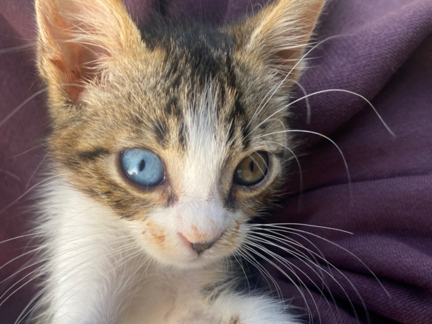 Vuoi adottare un gatto a Bari?