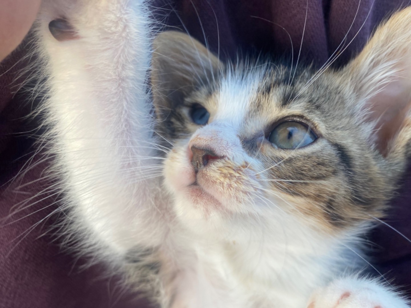Adotta il gatto Chicco a Bari