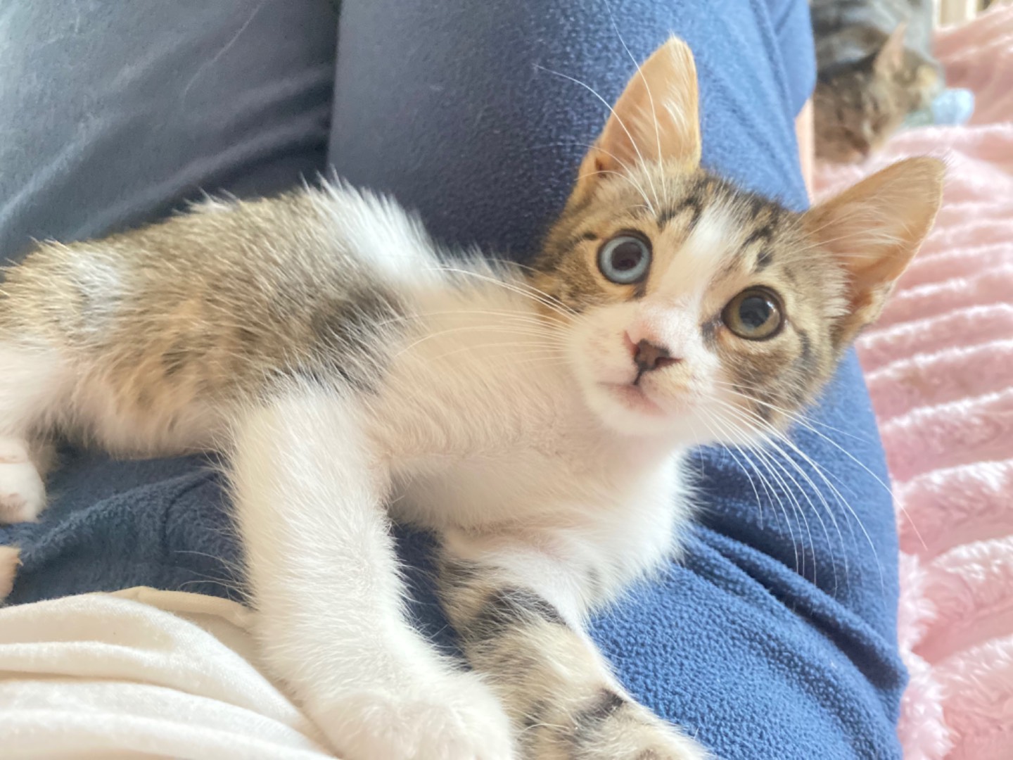 Adotta un gatto, maschio, 3 mesi, Bari