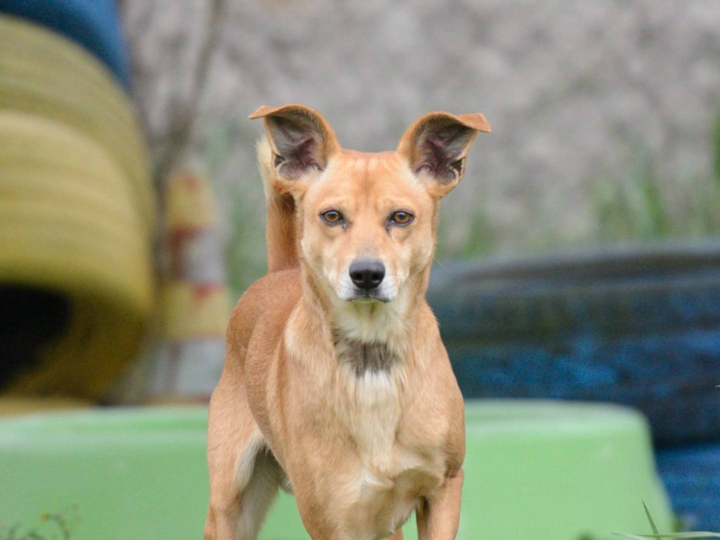 Adotta un cane, taglia media contenuta, maschio, Roma