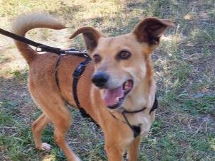 Adotta un cane, maschio, 3 anni e 11 mesi, Roma