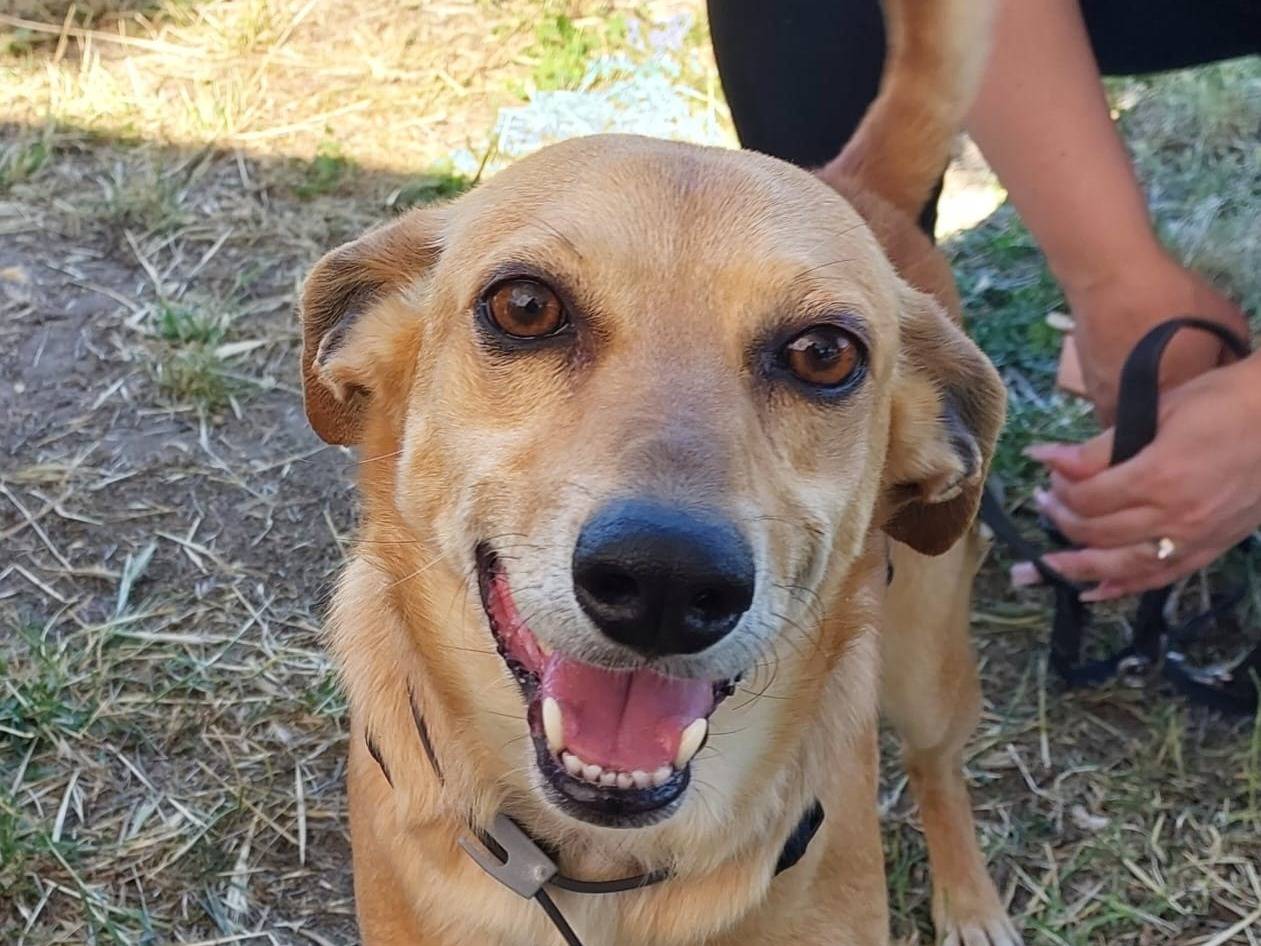 Adozione cane, maschio, Razza sconosciuta Razza sconosciuta, 3 anni e 11 mesi, taglia media contenuta, Roma