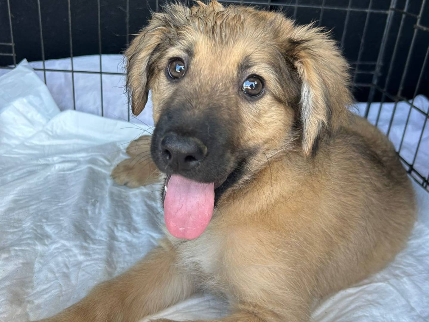 Adozione cane, maschio, Razza sconosciuta Razza sconosciuta, 3 mesi, taglia media, Catanzaro
