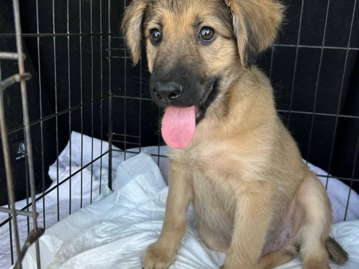 Adotta un cane, maschio, 3 mesi, Catanzaro