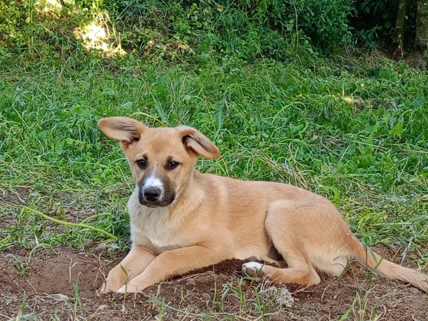 Adozione cane, femmina, Razza sconosciuta Razza sconosciuta, 3 mesi, taglia media contenuta, Avellino