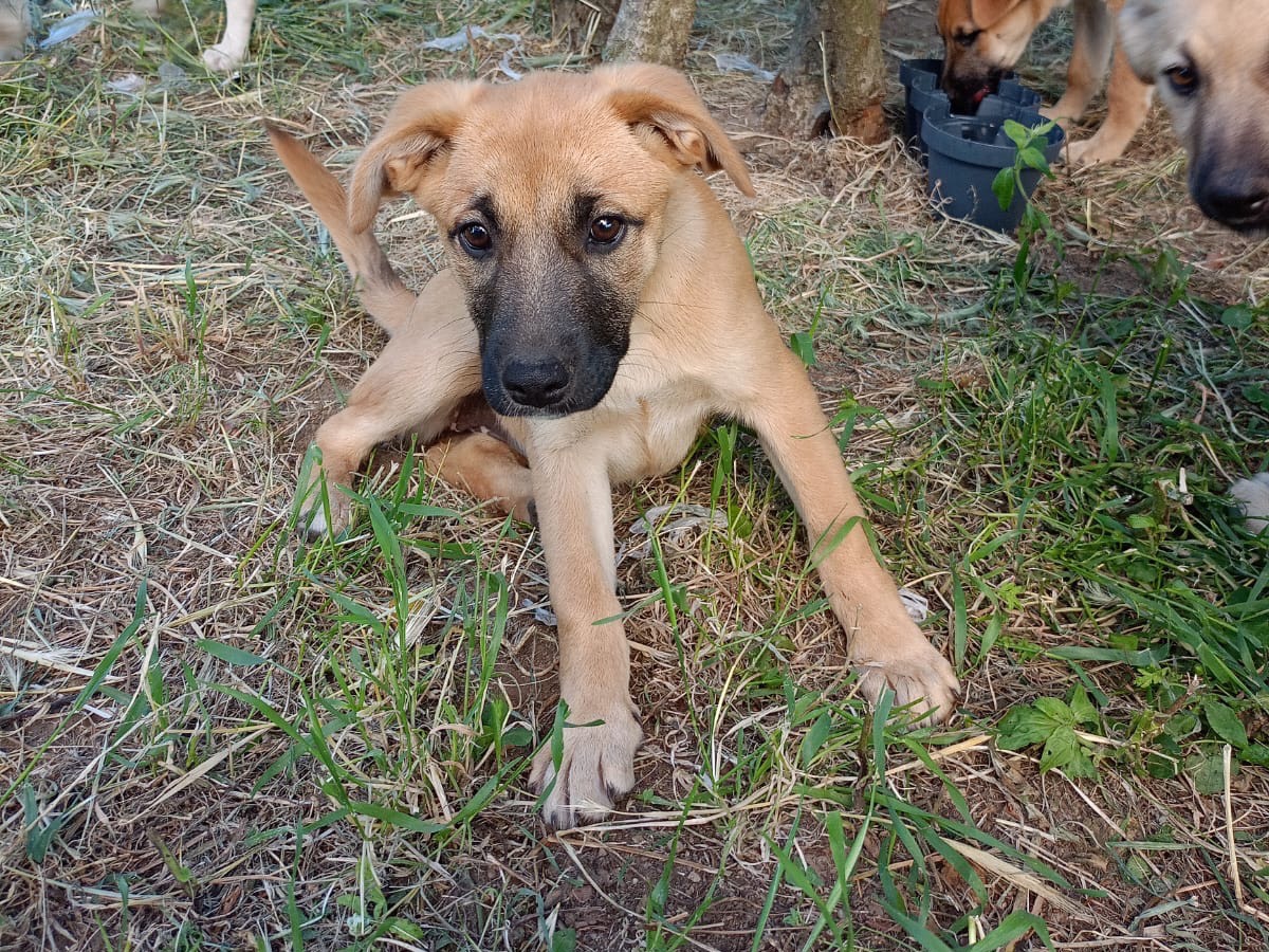 Adozione cane, maschio, Razza sconosciuta Razza sconosciuta, 4 mesi, taglia media contenuta, Avellino