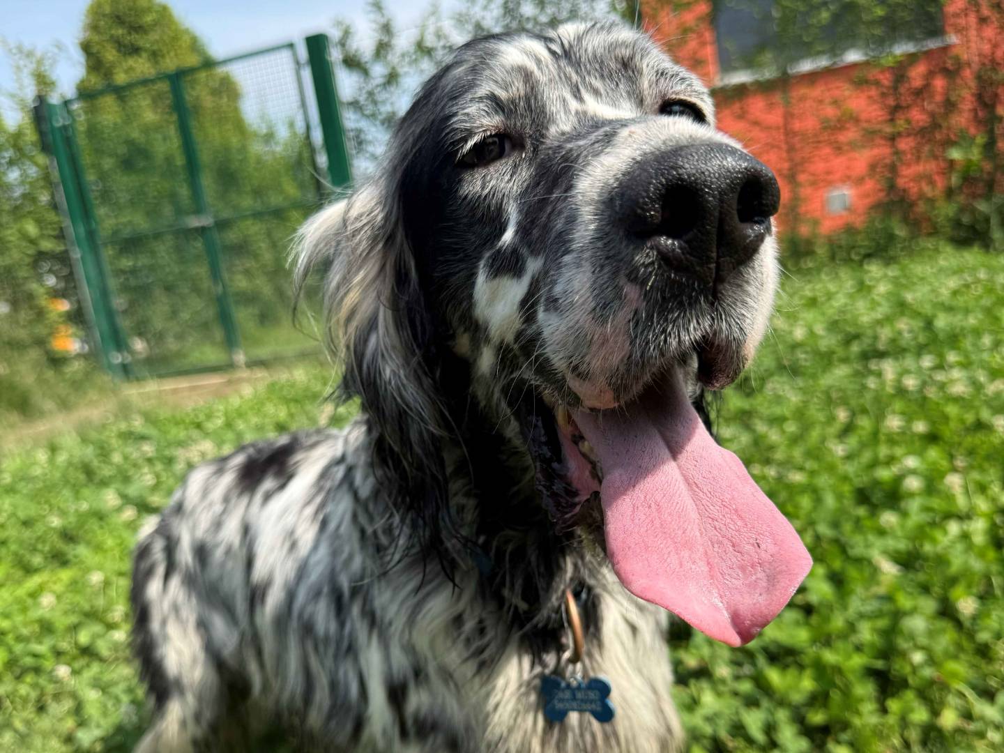 Adozione cane, maschio, Setter Inglese Razza sconosciuta, 4 anni e 1 mese, taglia media, Milano
