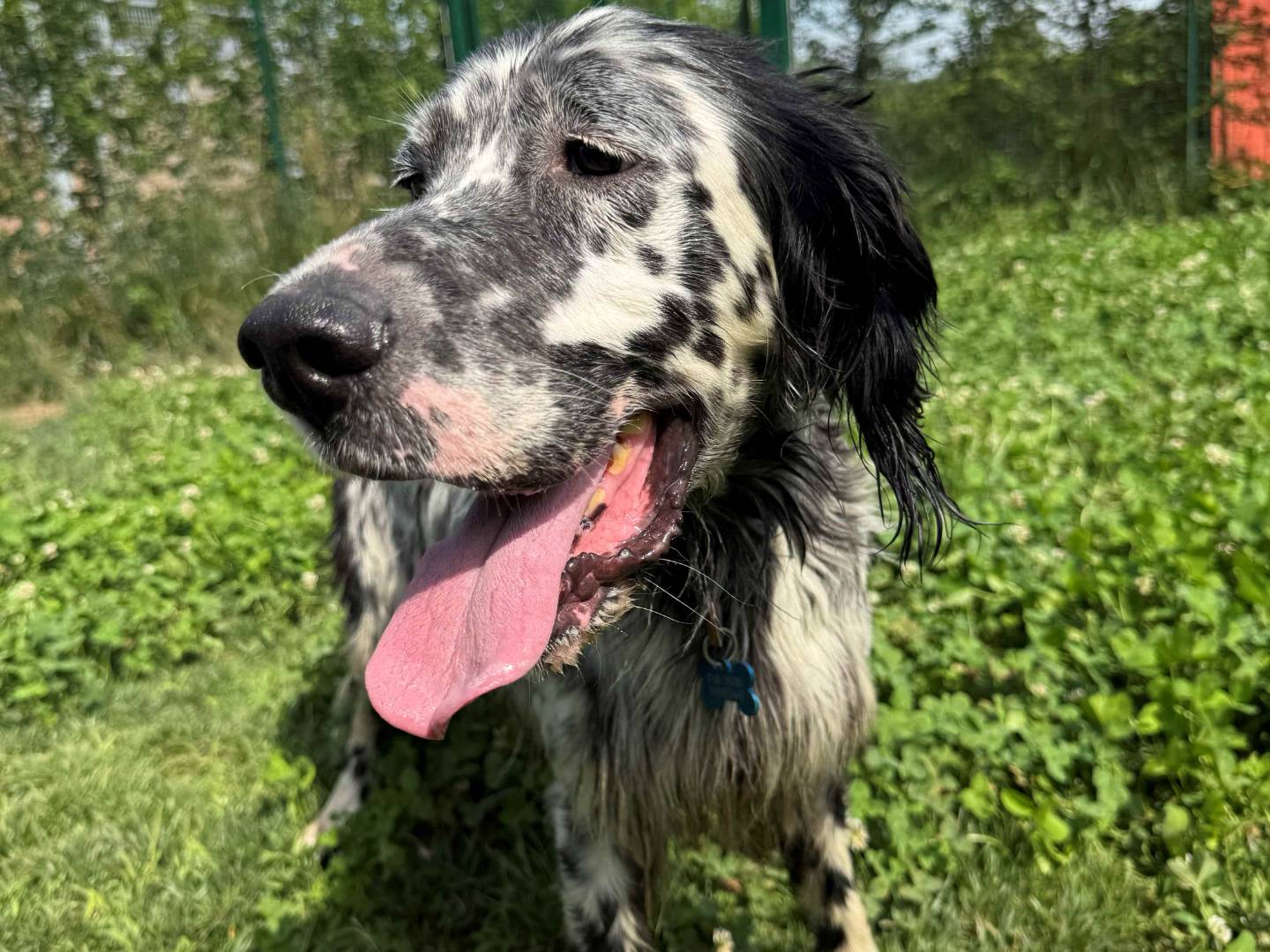 Adotta un cane, maschio, 4 anni e 1 mese, Milano