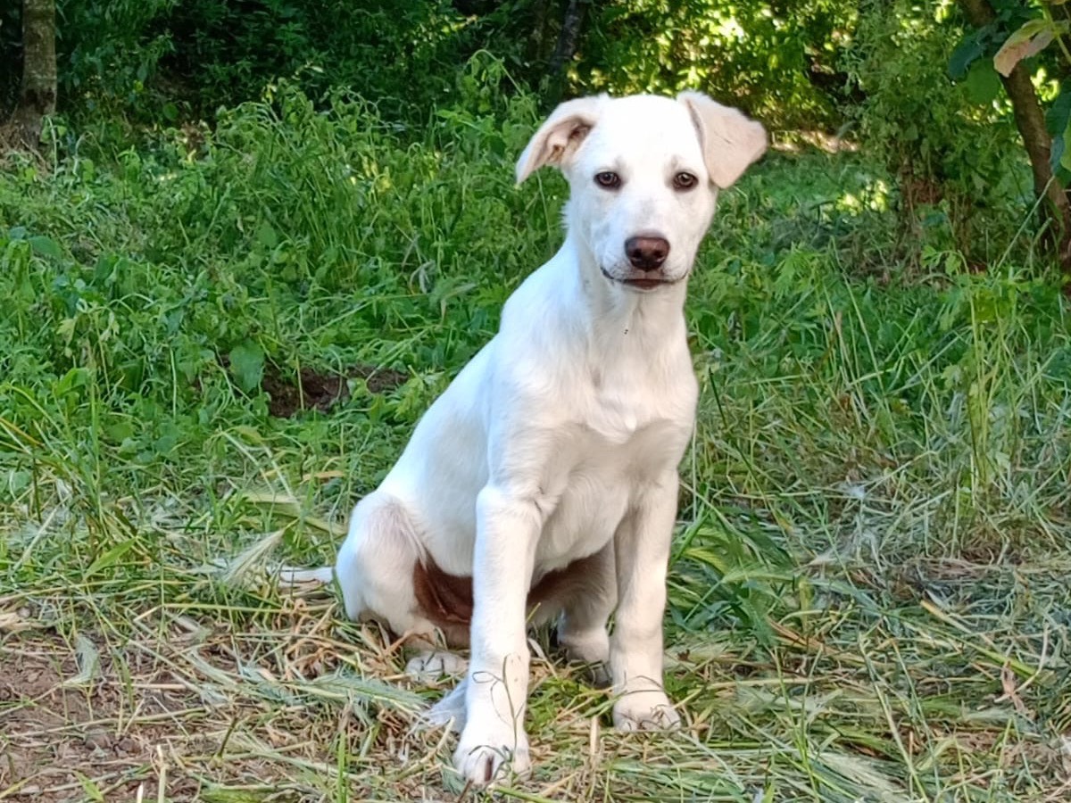 Adozione cane, maschio, Razza sconosciuta Razza sconosciuta, 3 mesi, taglia media contenuta, Avellino